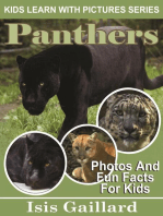 Panthers Photos and Fun Facts for Kids