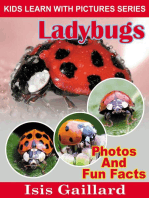 LadyBugs Photos and Fun Facts for Kids