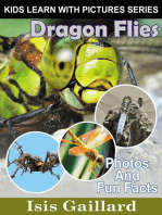 Dragon Flies Photos and Fun Facts for Kids