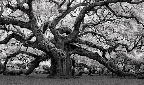 One Tree To Rule Them All - Family Tree | Everand
