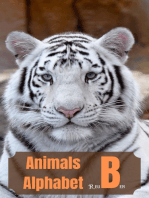 Animals Alphabet "B"
