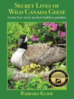 Secret Lives of Wild Canada Geese