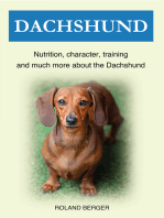 Dachshund: Nutrition, character, training and much more about the Dachshund