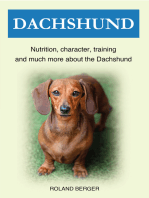 Dachshund