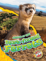 Black-footed Ferrets