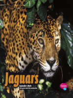 Jaguars