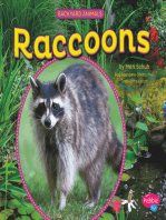 Raccoons