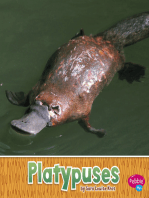 Platypuses: A 4D Book