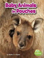 Baby Animals in Pouches
