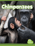 Chimpanzees