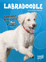 Labradoodle