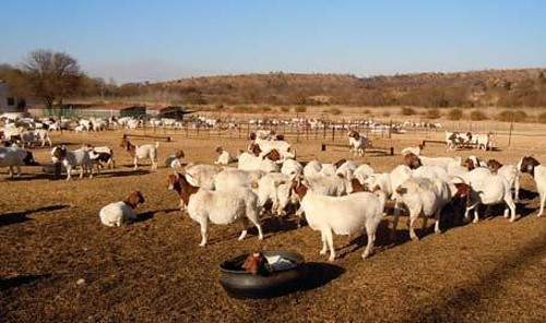 Food Security, Safety Of Rural Areas Go Hand In Hand - Farmer's Weekly ...