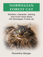 Norwegian Forest cat: Nutrition, character, training and much more about the Norwegian Forest cat