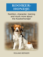 Kooikerhondje: Nutrition, character, training and much more about the Kooikerhondje