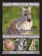 Kangaroos Photos and Facts for Everyone