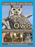 Owls Photos and Facts for Everyone
