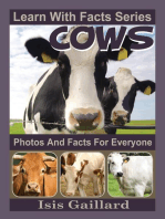 Cows Photos and Facts for Everyone
