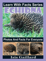 Echidna Photos and Facts for Everyone