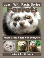 Ferrets Photos and Facts for Everyone