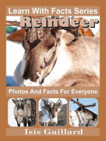 Reindeer Photos and Facts for Everyone
