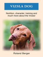 Vizsla dog: Nutrition, character, training and much more about the Vizsla