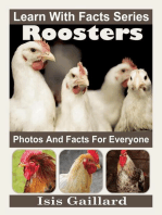 Roosters Photos and Facts for Everyone