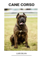 Cane Corso