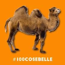 #100cosebelle
