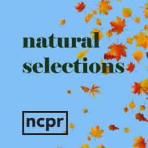 Natural Selections