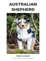 Australian Shepherd