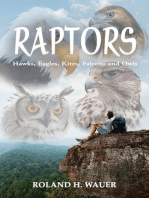 Raptors: Hawks, Eagles, Kites, Falcons and Owls
