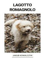 Lagotto Romagnolo