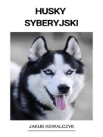 Husky Syberyjski