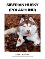 Siberian Husky (Polarhund)