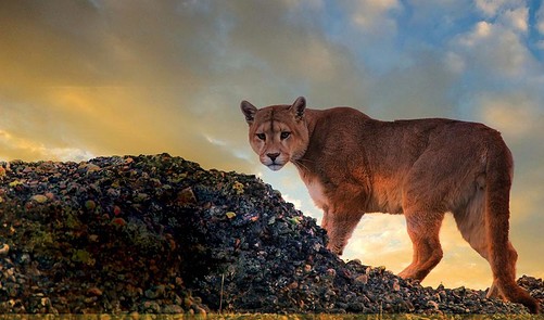 This Is What Makes Pumas Unam Great Passion Pride And Power - hxfp9dg