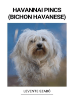 Havannai Pincs (Bichon Havanese)