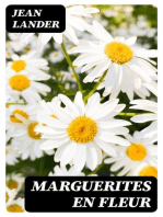 Marguerites en fleur