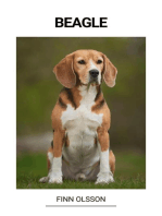 Beagle