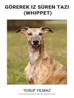 Görerek iz Süren Tazı (Whippet)