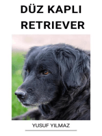 Düz Kaplı Retriever