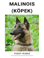 Malinois (Köpek)