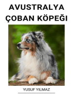 Avustralya Çoban Köpeği