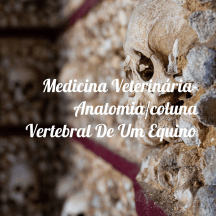 Medicina Veterinária- Anatomia/coluna Vertebral De Um Equino