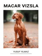 Macar Vizsla