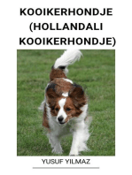 Kooikerhondje (Hollandalı Kooikerhondje)