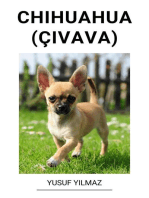 Chihuahua (Çivava)