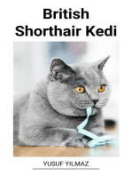 British Shorthair Kedi