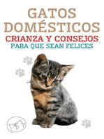 Gatos Domésticos Crianza y Consejos Para que Sean Felices