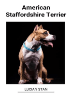 American Staffordshire Terrier