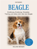 Beagle: Ernährung, Erziehung, Charakter, Training und vieles mehr über den Beagle